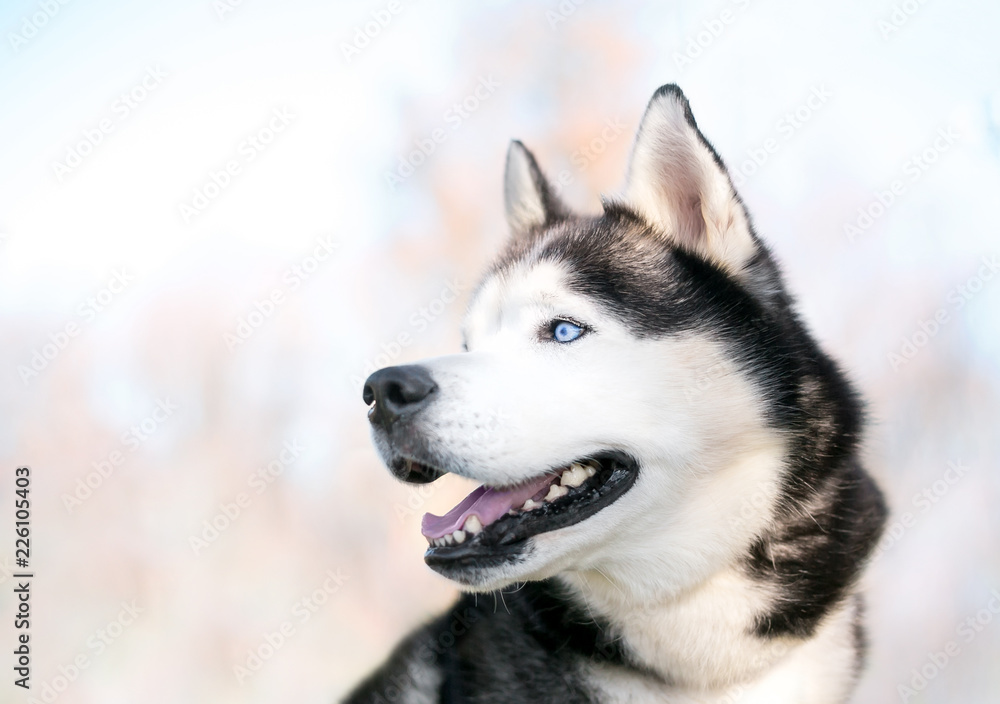 Profile of a purebred Siberian Husky dog