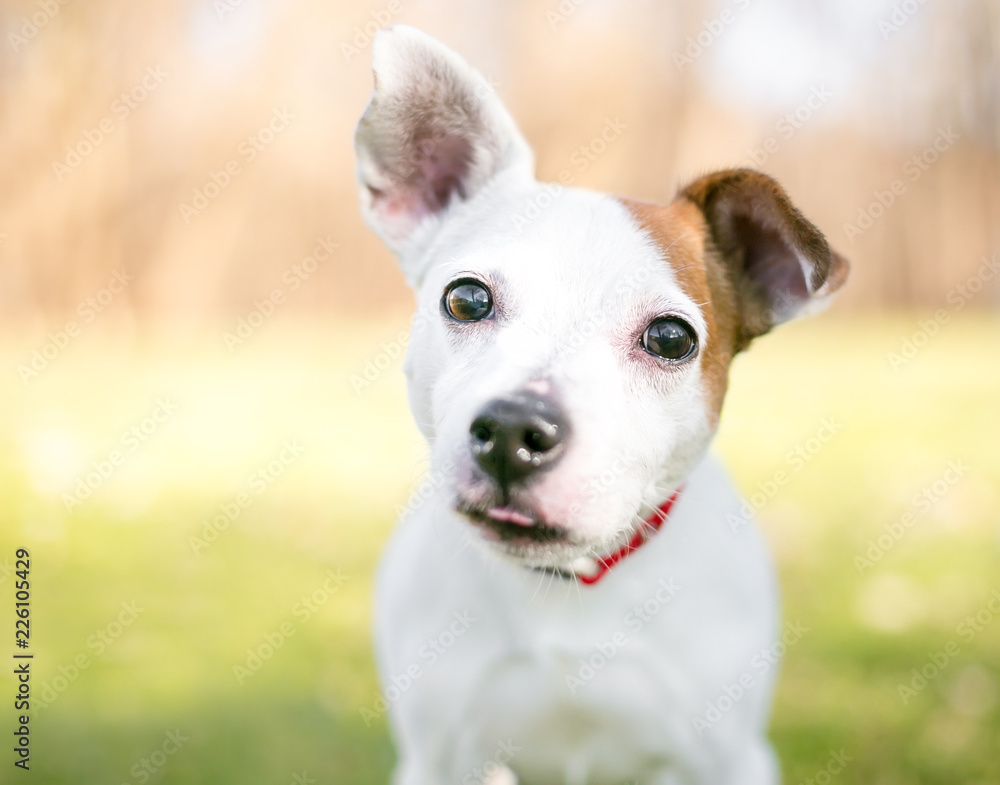 A small white and brown Jack Russell Terrier mixed breed dog with one upright ear and one floppy ear