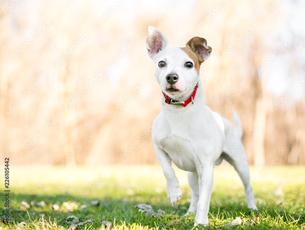 A small white and brown Jack Russell Terrier mixed breed dog standing with one paw raised