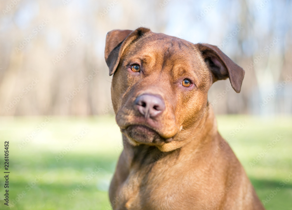 A red Labrador Retriever / Terrier mixed breed dog listening with a head tilt