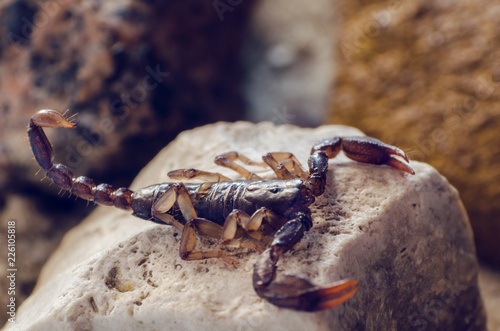 Scorpion sitting on a stone close up