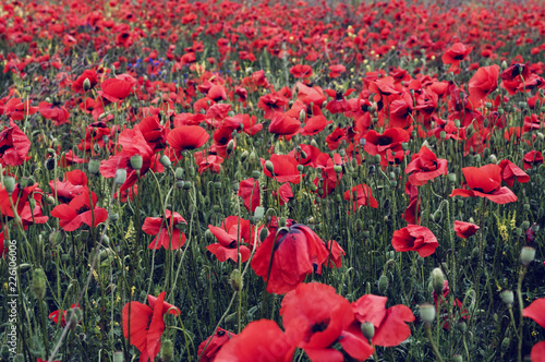large field with red flowering poppies