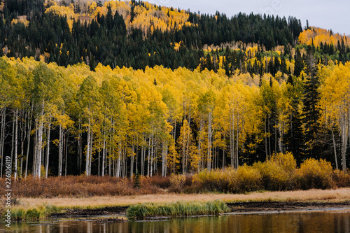 Aspen Grove with Yellow Leaves Reflecting in an Alpine Lake in Fall in Utah Mountains