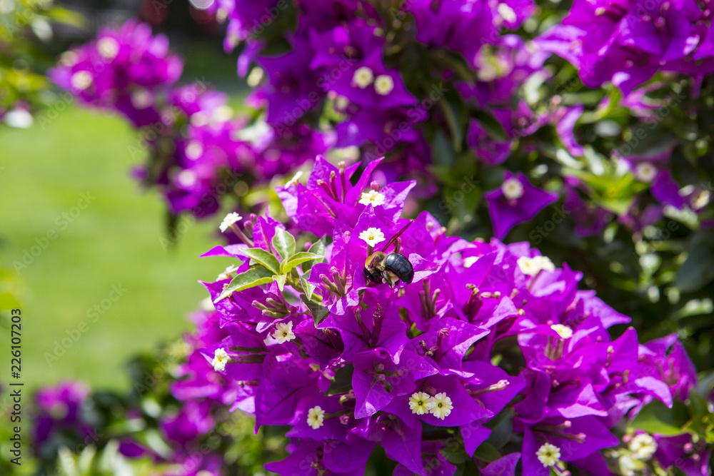 Bougainvillea flowers Bougainvillea flowers