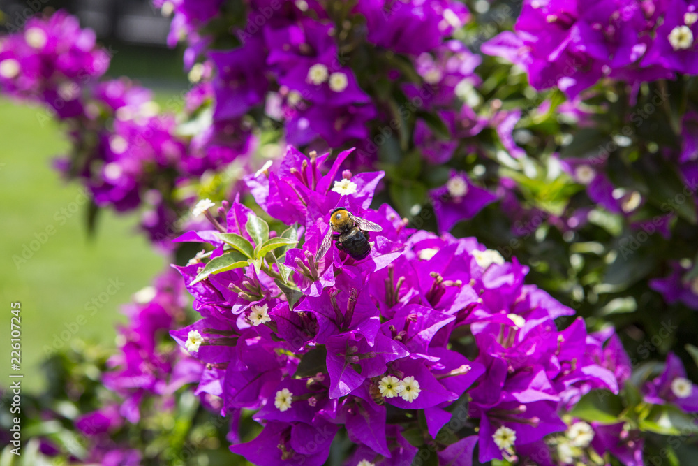 Bougainvillea flowers Bougainvillea flowers
