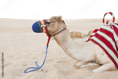 camel animal laying down in the desert safari