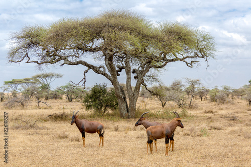 Antelope Tree
