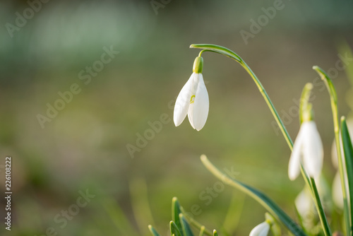 Closeup of a snowbell standing in the sunlight with a bokeh background in a forest at springtime