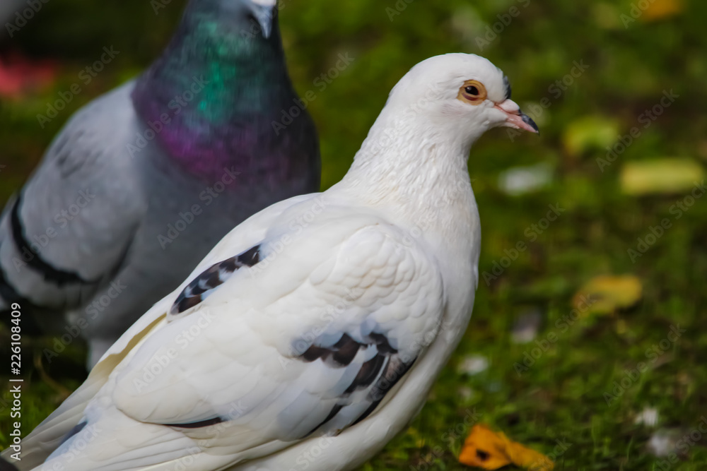 pigeons