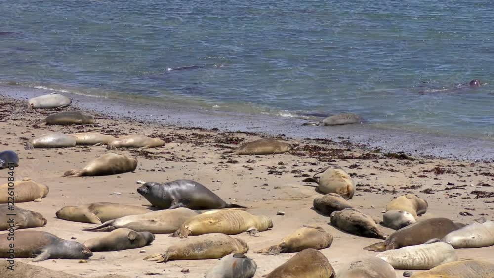 Northern Elephant Seals (Mirounga angustirostris) in the Ano Nuevo State Park in Califonia, USA Northern Elephant Seals (Mirounga angustirostris) in the Ano Nuevo State Park in Califonia, USA