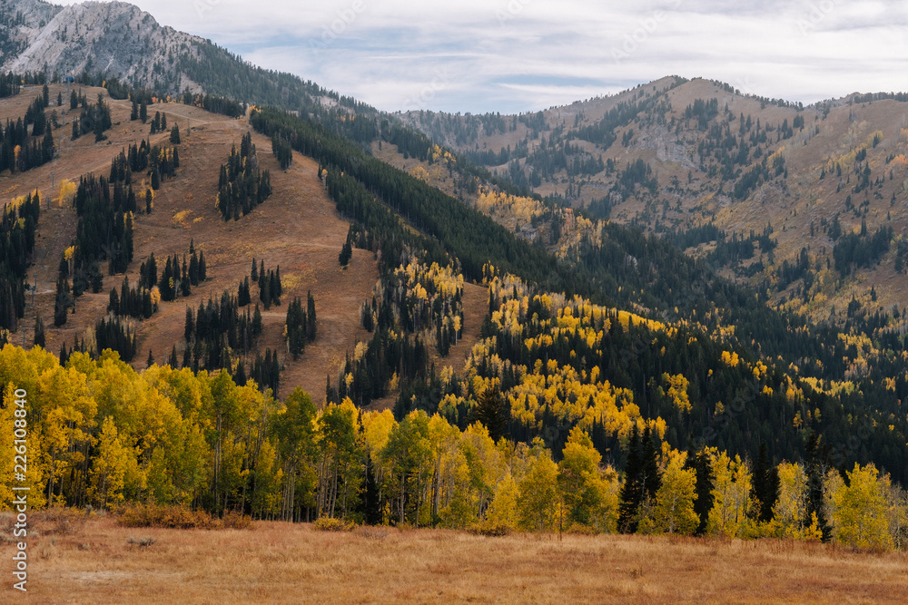 Details of Aspen and Pine Forests in the Mountains with Yellow Leaves in the Fall in Utah