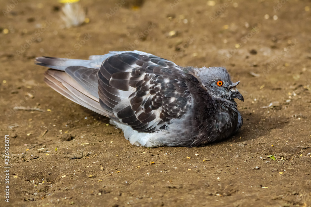 Obraz premium pigeons