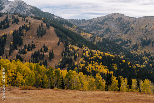Details of Aspen and Pine Forests in the Mountains with Yellow Leaves in the Fall in Utah