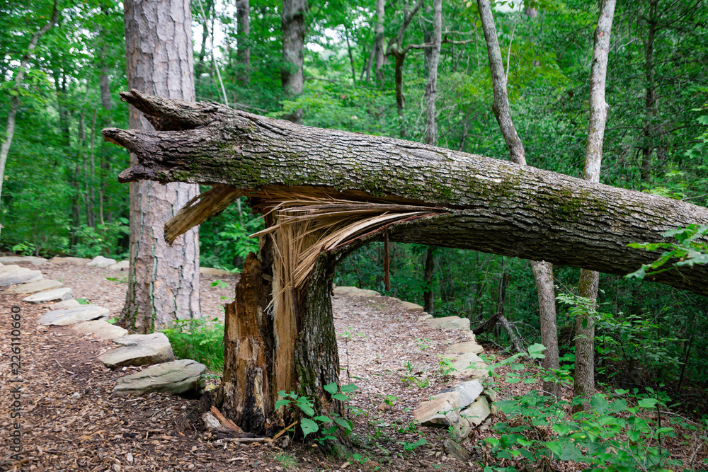Fototapeta premium Broken Tree Storm Damage