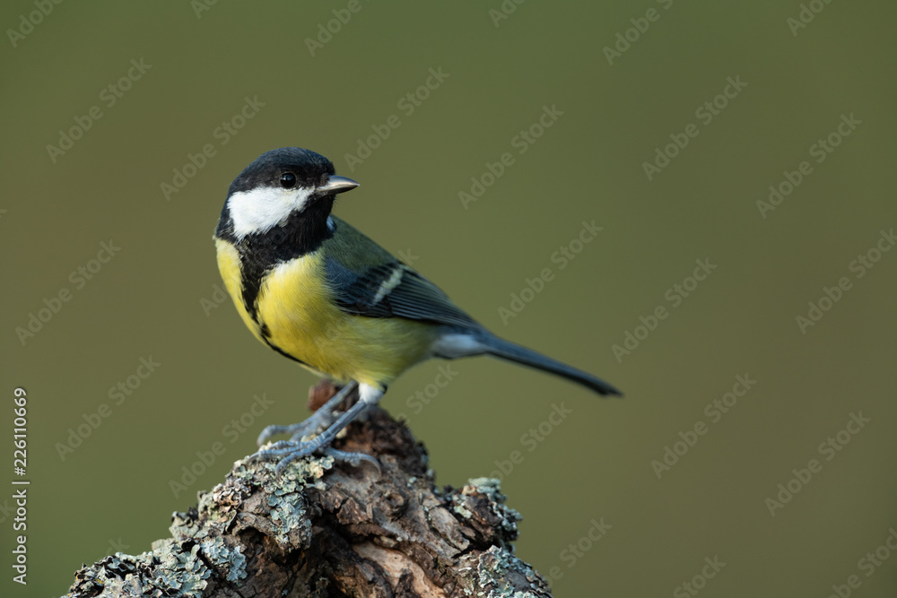 Great tit, Parus major Great tit, Parus major