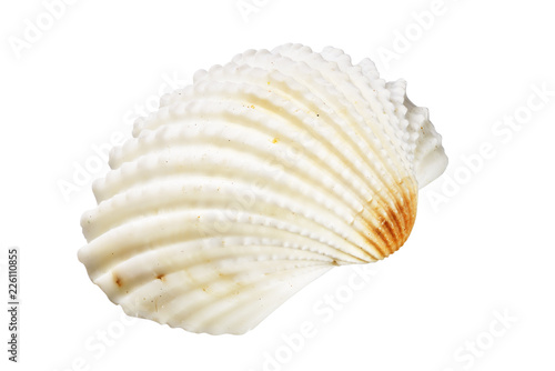 Scallops shell on white