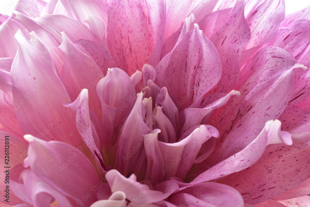 a close up of a pink dahlia flower