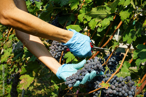 Harvesting of grapes in the Cannubi area in Barolo, Piedmont - Italy