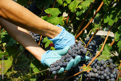 Harvesting of grapes in the Cannubi area in Barolo, Piedmont - Italy