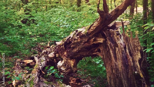 Broken tree trunk in the middle of a green forest, wood texture, uprooted tree