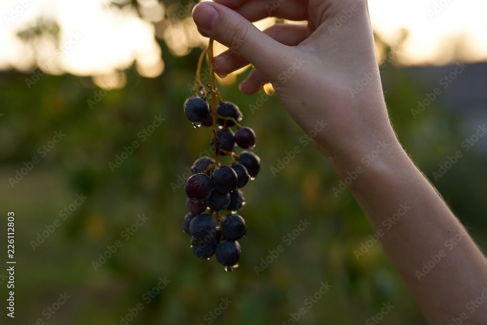 handful of grapes in hand