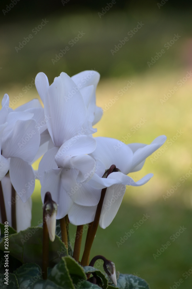 Fototapeta premium White blooming cyclamen
