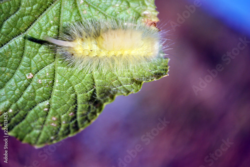 Calliteara pudibunda (pale tussock or meriansborstel) yellow fluffy caterpillar crawling on green leaf, landscape background, close up macro detail photo