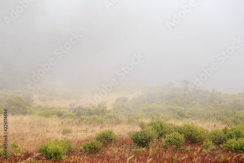 Fotografía Low visibility due to fog induced whiteout on California coast