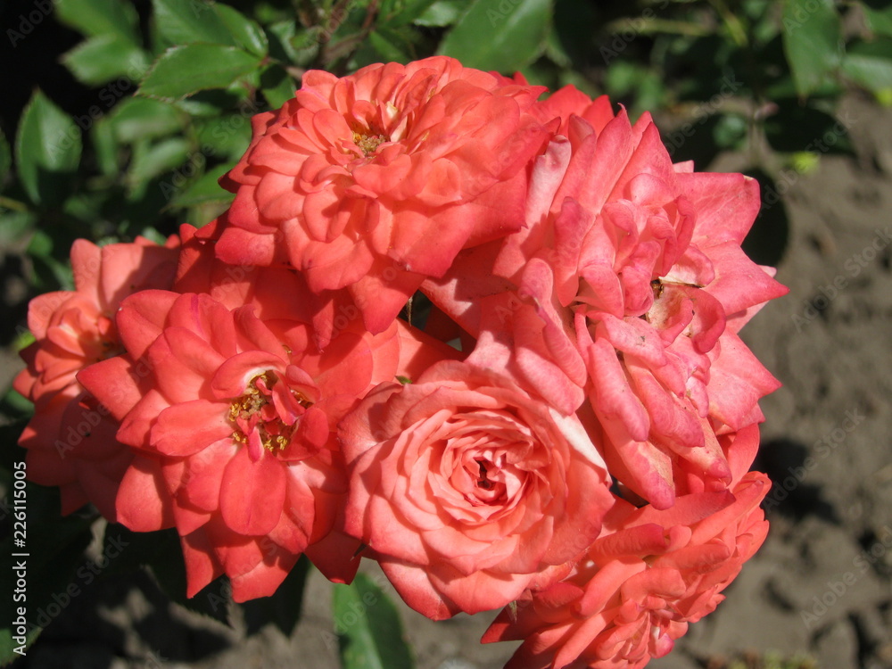 pink rose in garden pink rose in garden