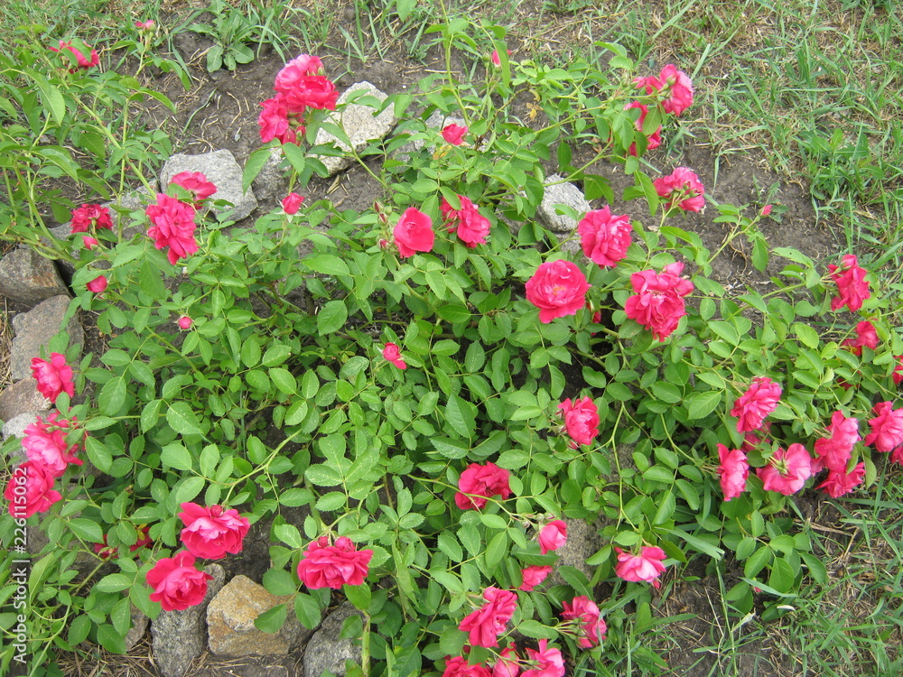 flowers in the garden