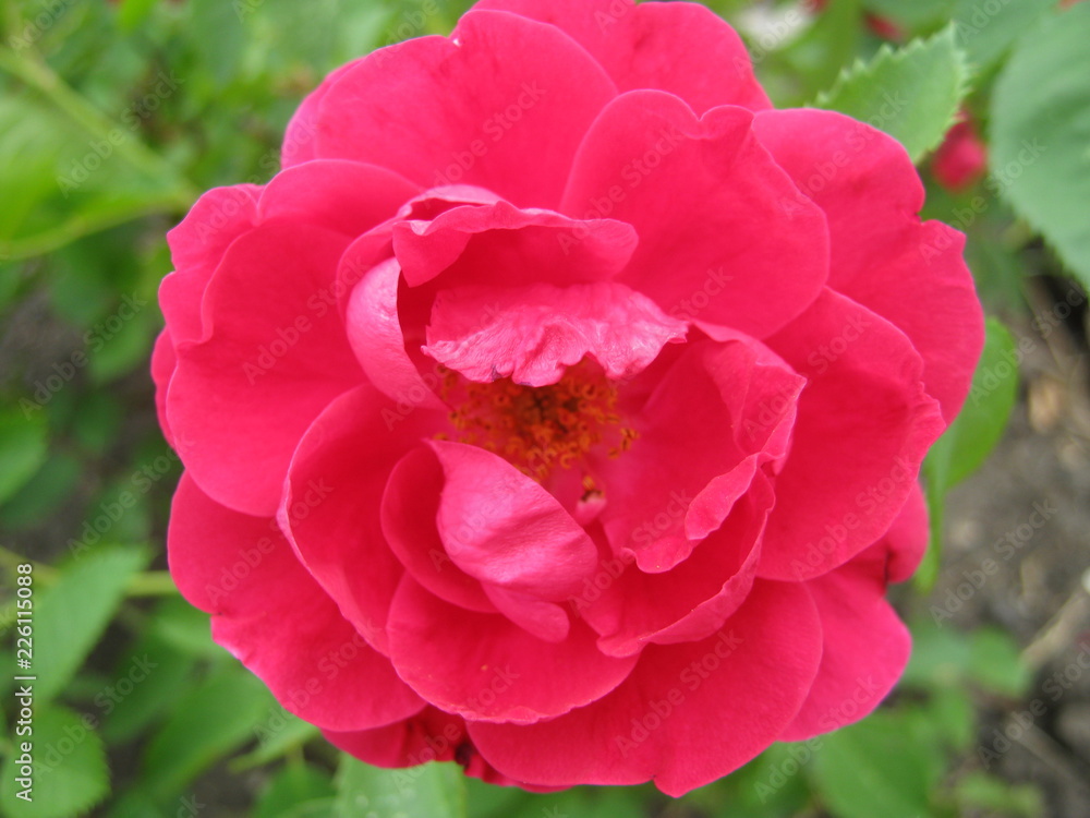 Obraz premium pink rose in the garden
