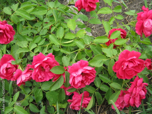 red flowers in the garden