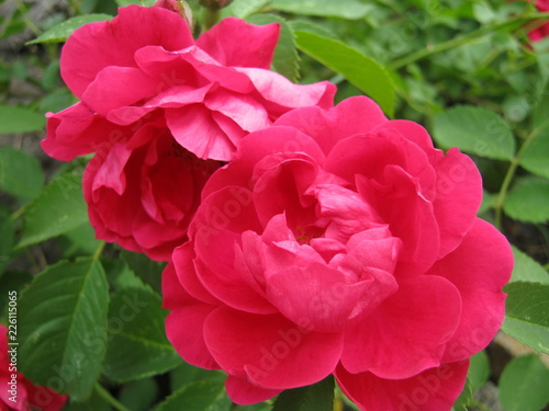 pink rose in the garden