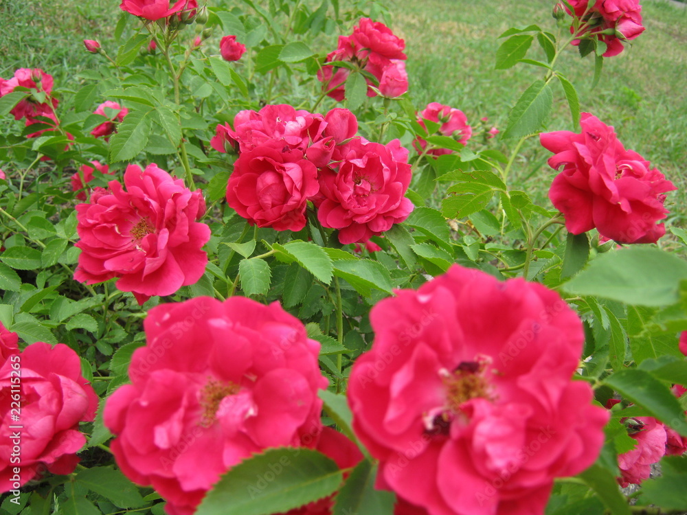 red flowers in the garden red flowers in the garden