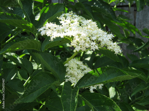 white flowers in the garden