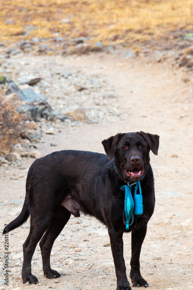 Happy Chocolate Labrador on a Hike