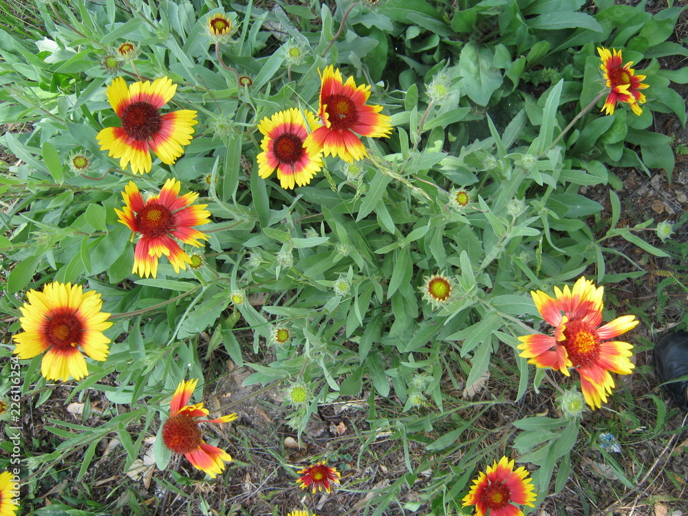 field of yellow flowers