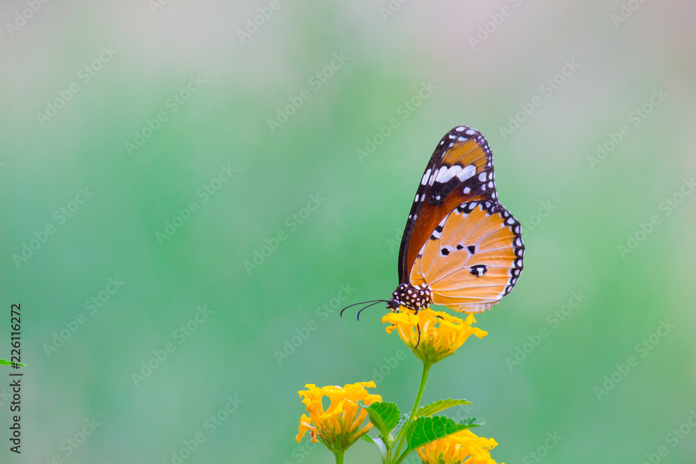 The Plain Tiger butterfly sitting on the flower plant with a nice soft background in its natural habitat The Plain Tiger butterfly sitting on the flower plant with a nice soft background in its natural habitat