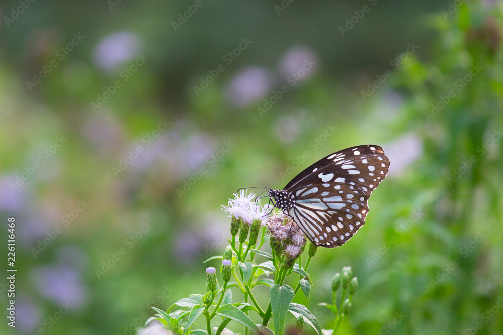 The blue spotted milkweed butterfly sitting on the flower plants in a nice green background The blue spotted milkweed butterfly sitting on the flower plants in a nice green background