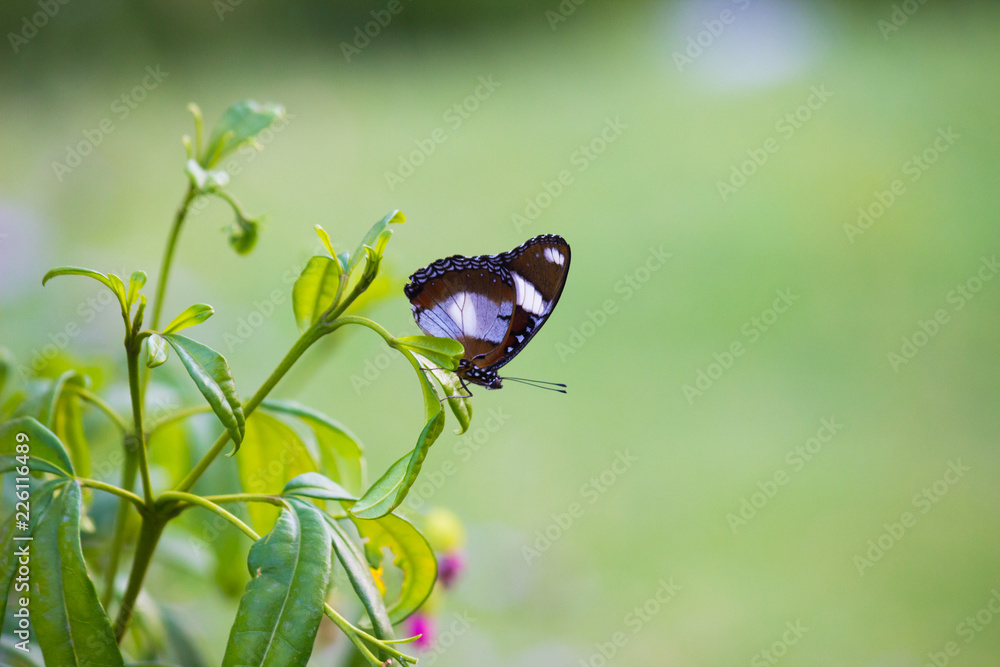 The Eggfly butterfly sitting on the flower plant with a nice soft green blurry background in its natural habitat. The Eggfly butterfly sitting on the flower plant with a nice soft green blurry background in its natural habitat.