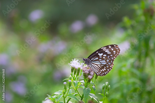 The blue spotted milkweed butterfly sitting on the flower plants in a nice green background © Robbie Ross