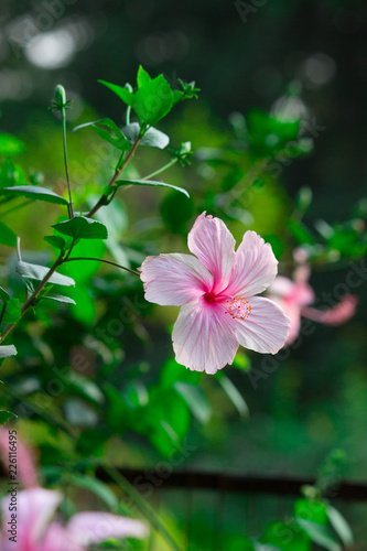 Portrait of a pink Hibiscus flower in the garden