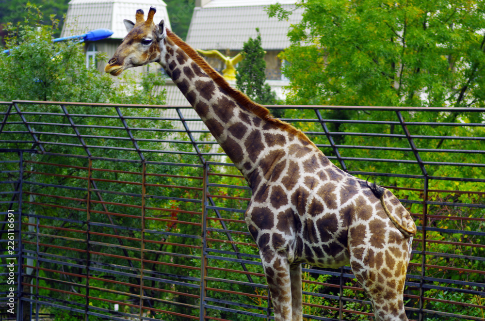 Obraz premium giraffe