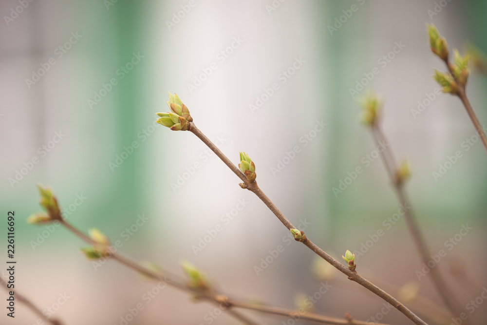 The first spring of gentle leaves, buds and branches of trees in the city park. Spring concept The first spring of gentle leaves, buds and branches of trees in the city park. Spring concept