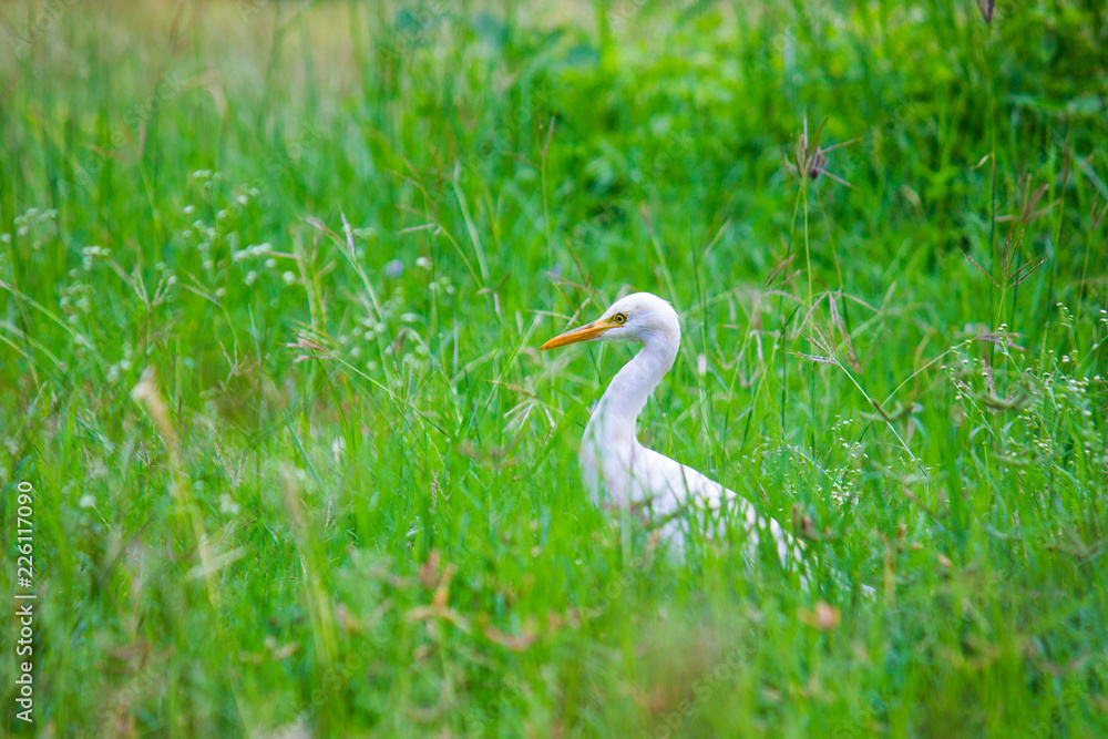 Cattle Egret in the garden in its natural habitat in a soft blurry background. Cattle Egret in the garden in its natural habitat in a soft blurry background.