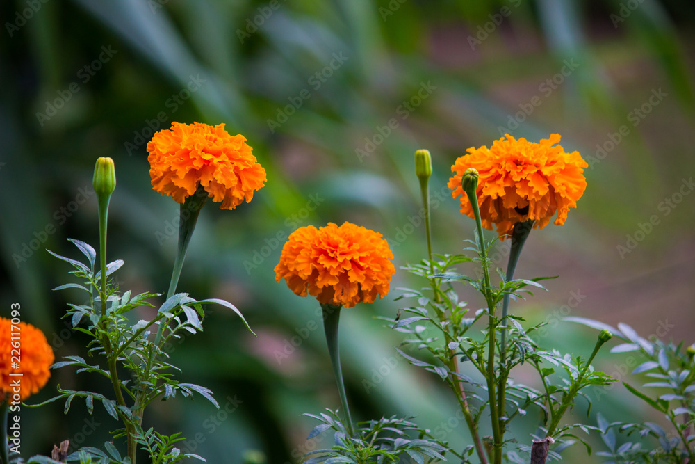 Marigold flower blooming away in the garden on a beautiful day. Marigold flower blooming away in the garden on a beautiful day.