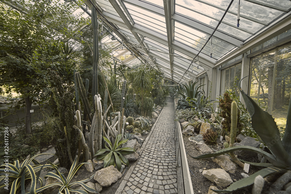 botanic garden indoors, pavement. plenty of vegetation, various plants. Belgrade, Serbia. botanic garden indoors, pavement. plenty of vegetation, various plants. Belgrade, Serbia.