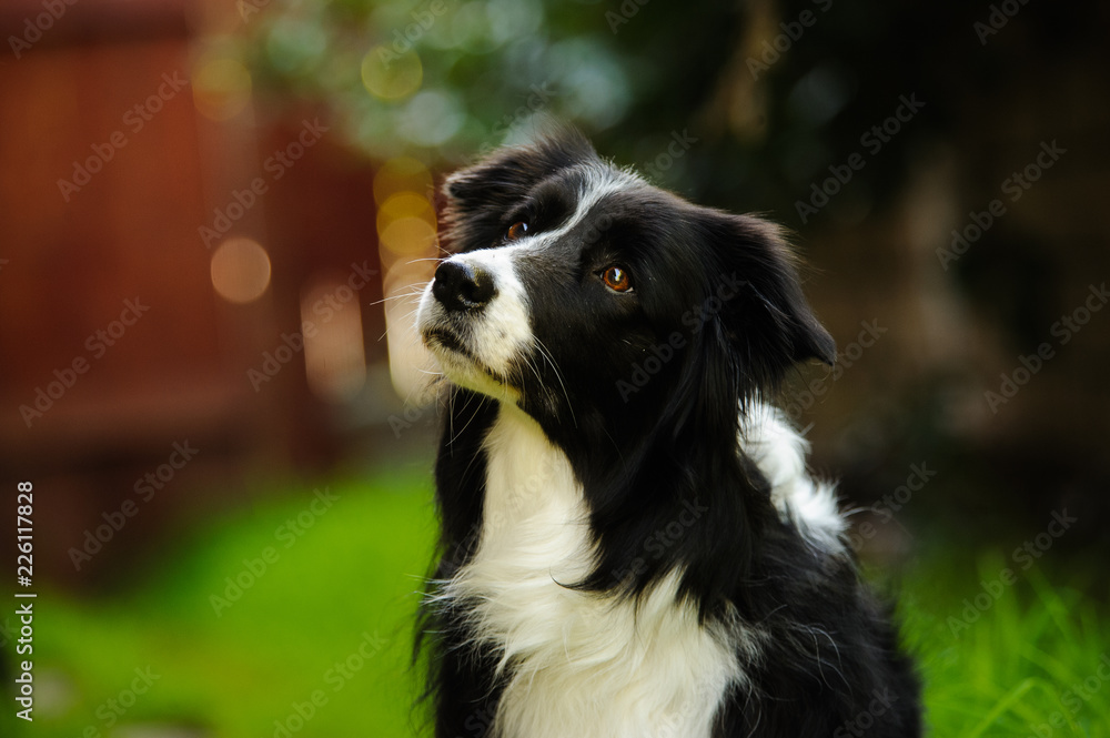 Border Collie dog outdoor portrait