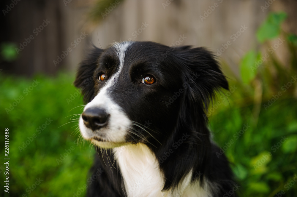 Border Collie dog close up portrait