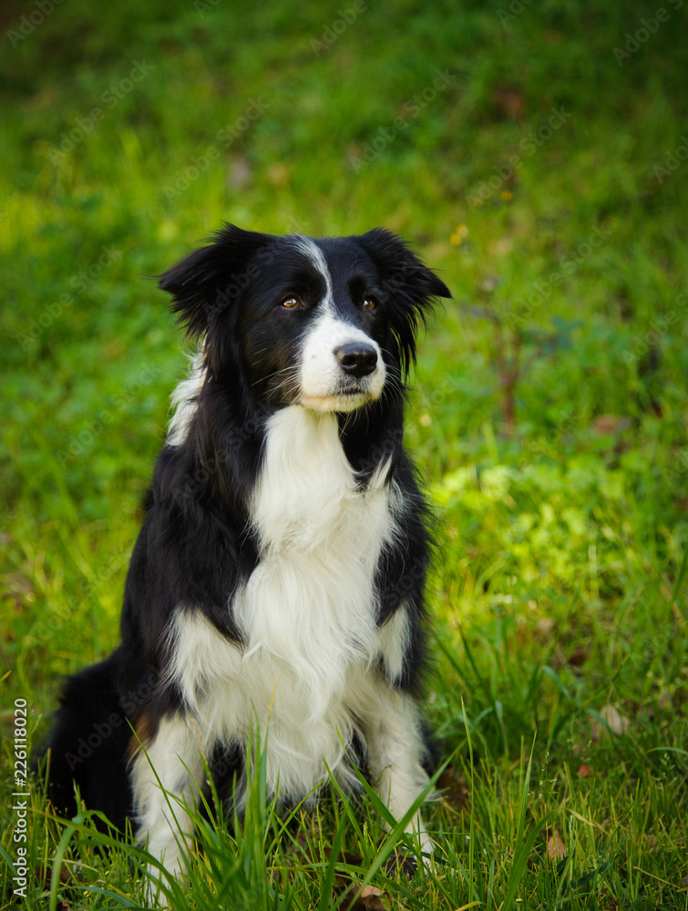 Border Collie dog sitting in green grass